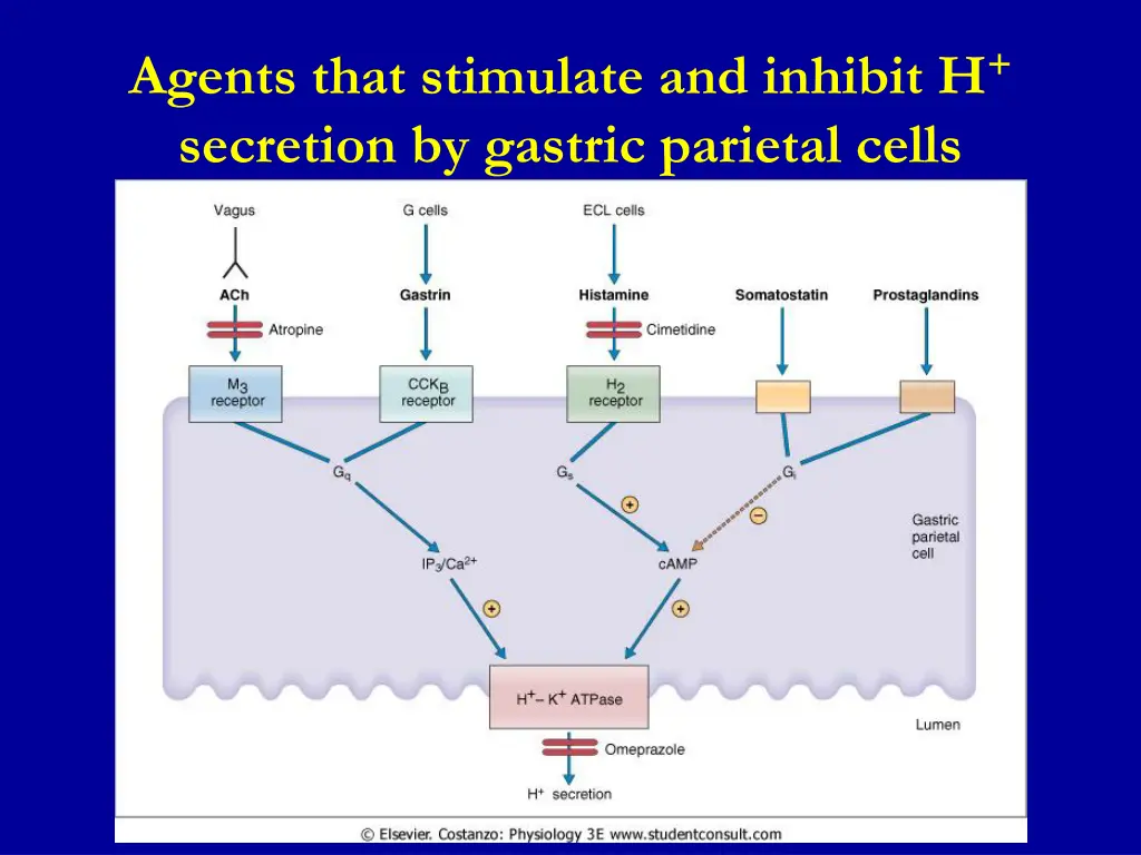 agents that stimulate and inhibit h secretion