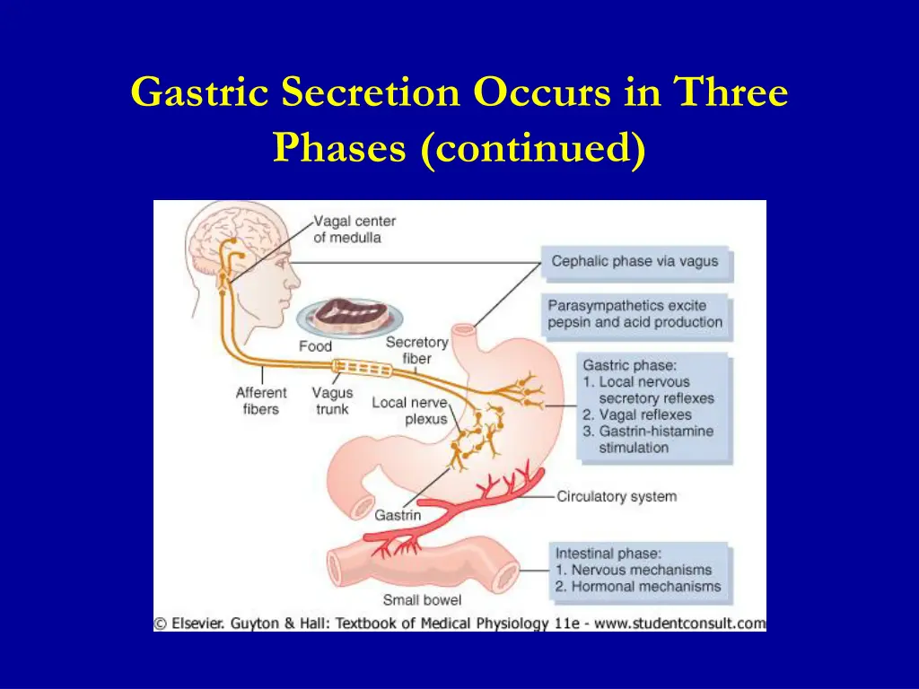 gastric secretion occurs in three phases continued 2