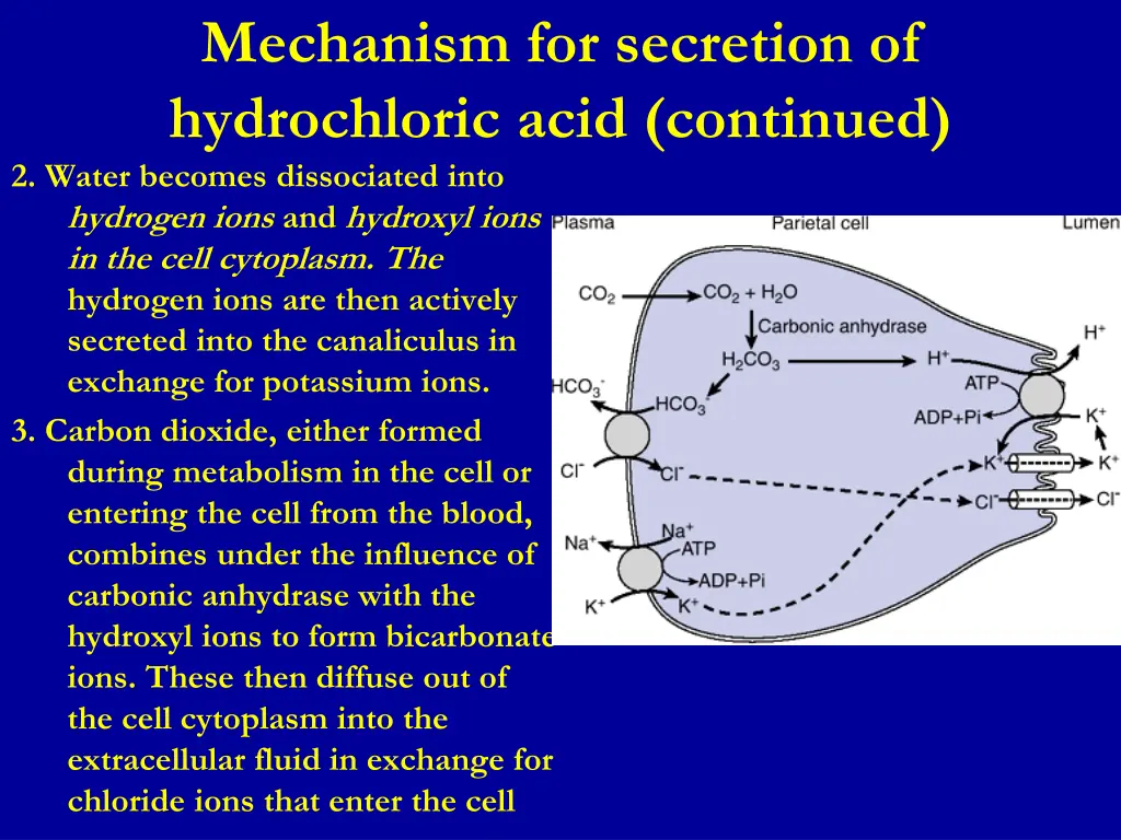 mechanism for secretion of hydrochloric acid 1