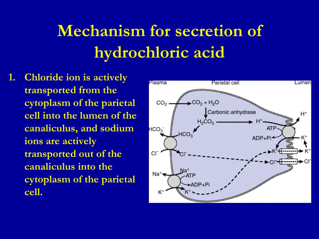 mechanism for secretion of hydrochloric acid