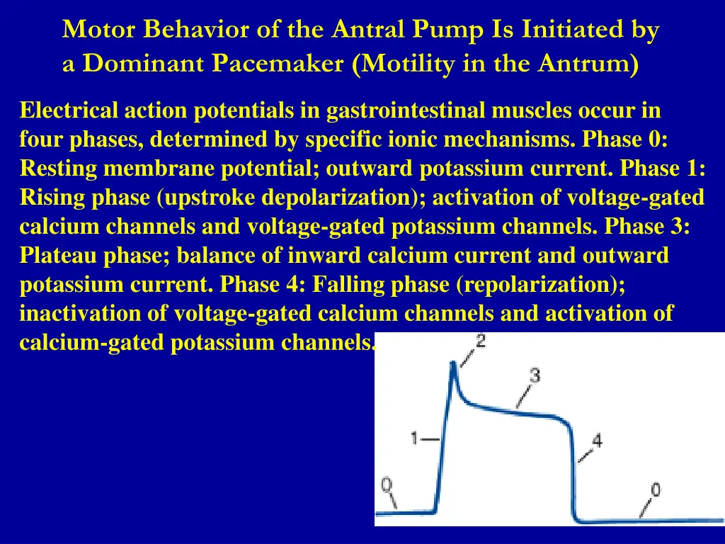 motor behavior of the antral pump is initiated 1