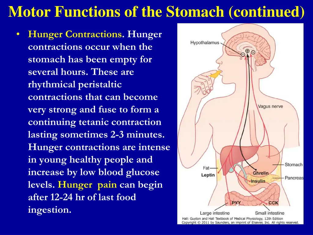 motor functions of the stomach continued 2