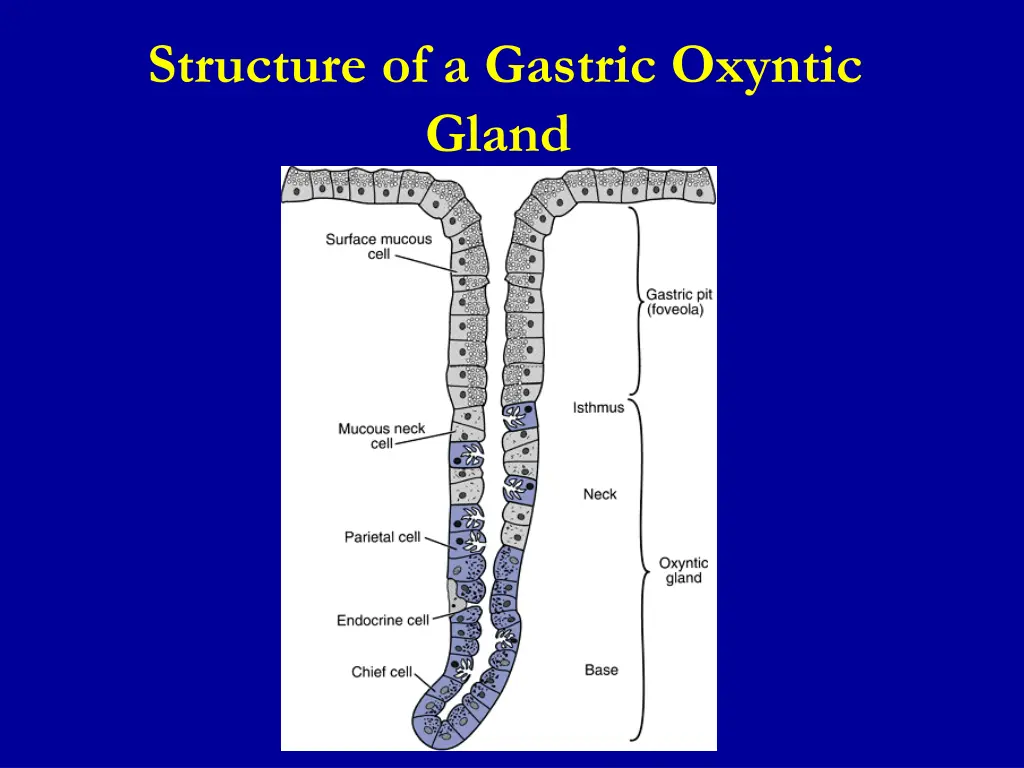 structure of a gastric oxyntic gland 1