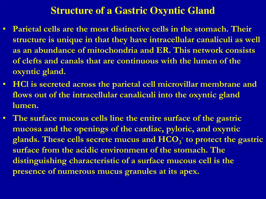 structure of a gastric oxyntic gland