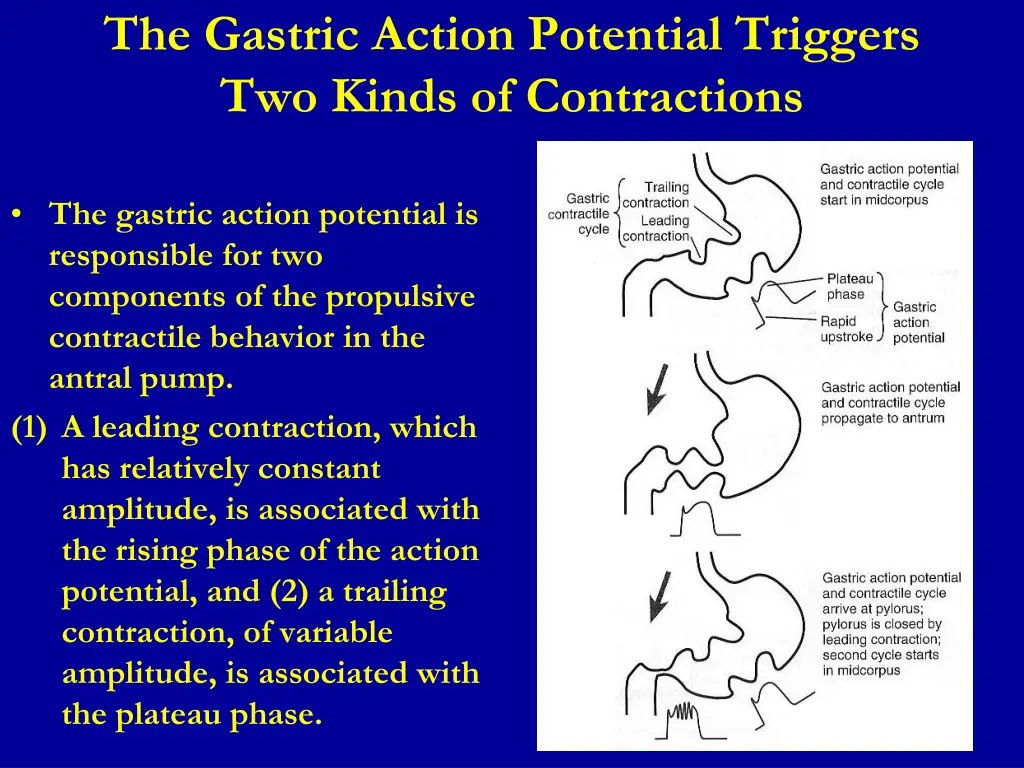 the gastric action potential triggers two kinds