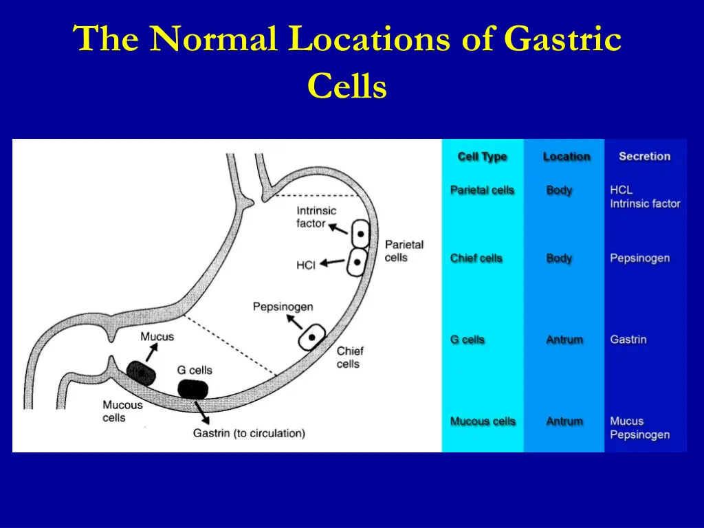 the normal locations of gastric cells