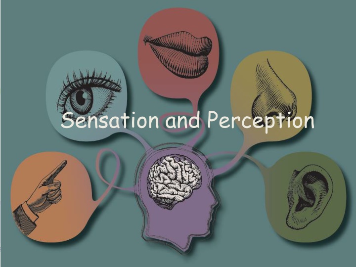 sensation and perception