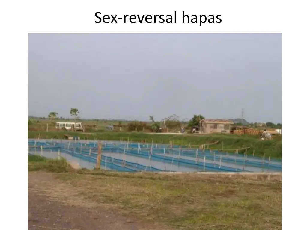 sex reversal hapas