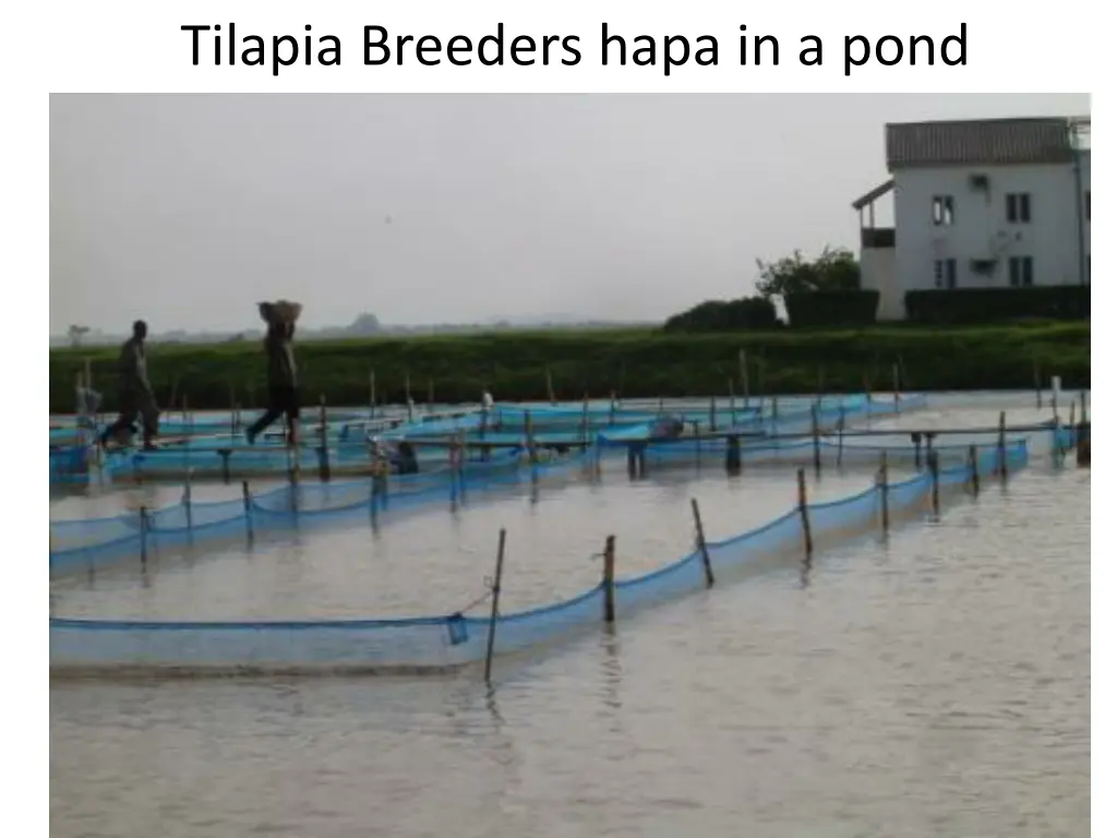 tilapia breeders hapa in a pond