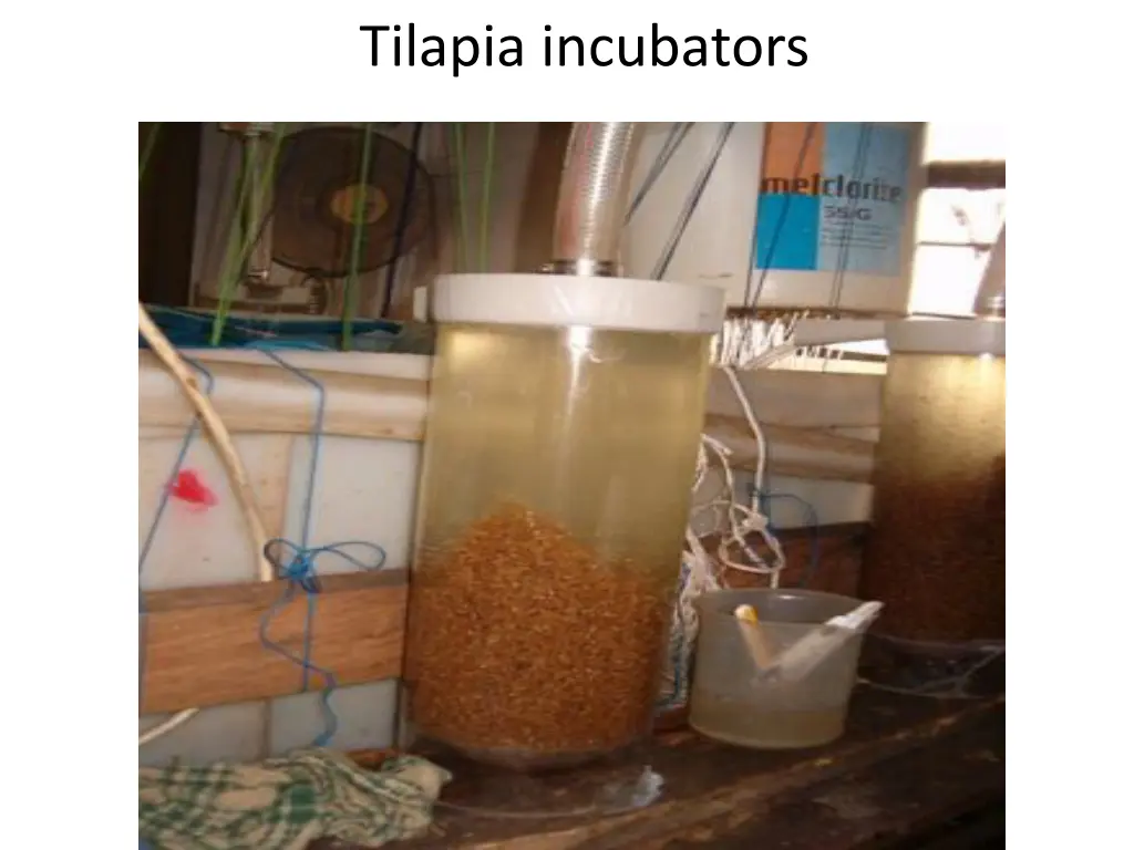 tilapia incubators