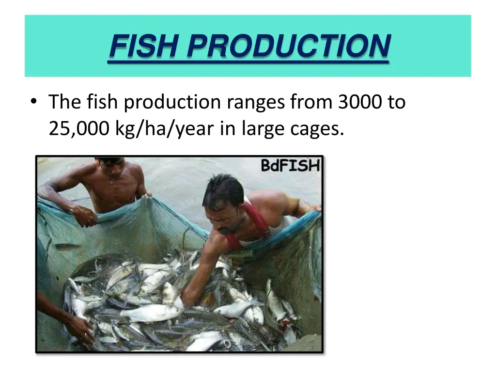 fish production