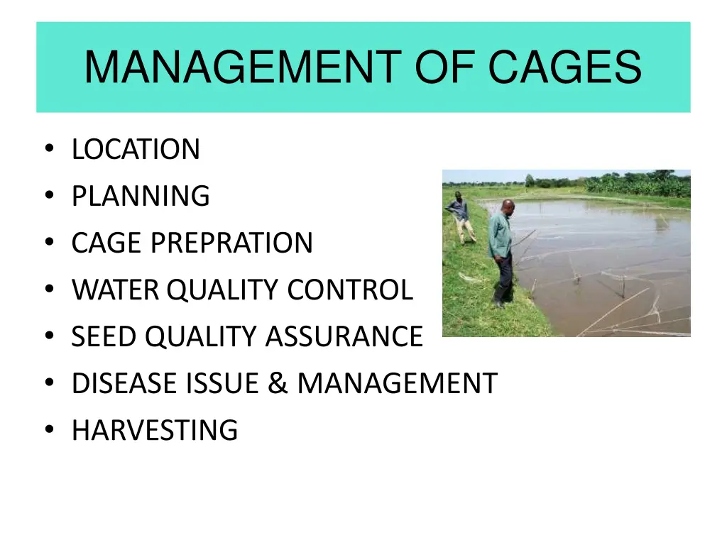 management of cages