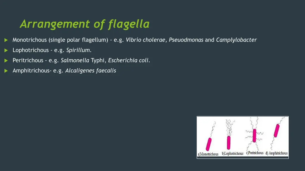 arrangement of flagella