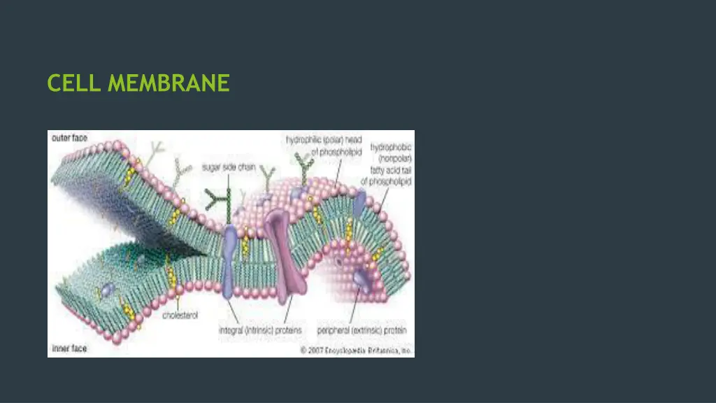 cell membrane