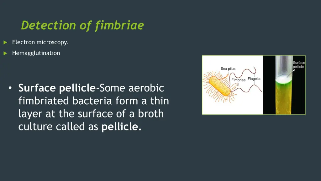 detection of fimbriae