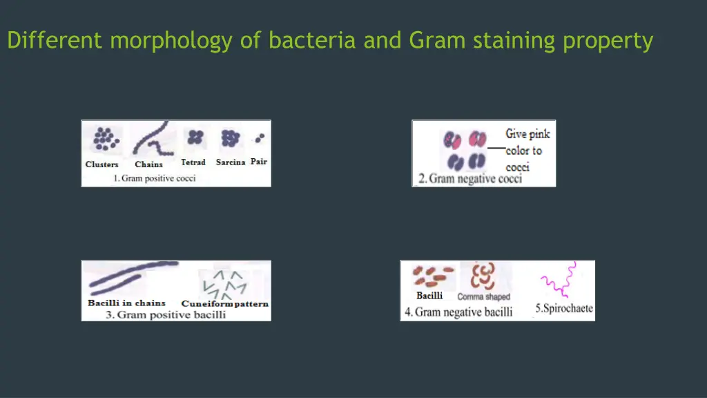 different morphology of bacteria and gram