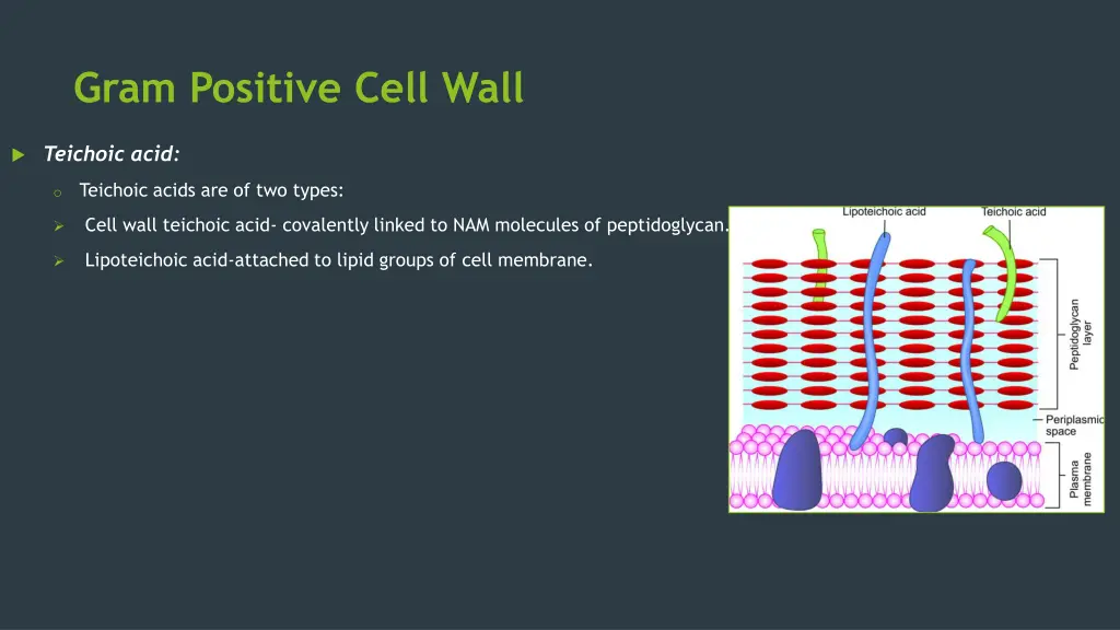 gram positive cell wall 1