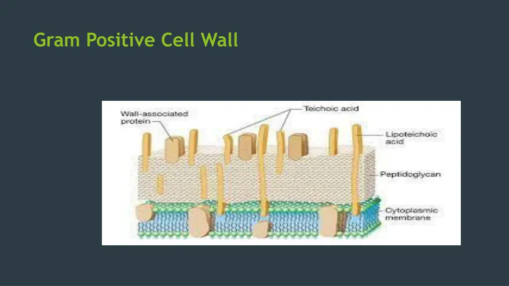 gram positive cell wall