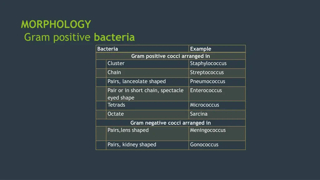 morphology gram positive bacteria