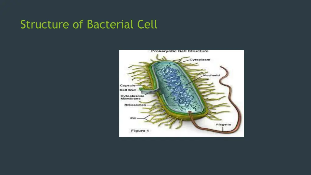 structure of bacterial cell