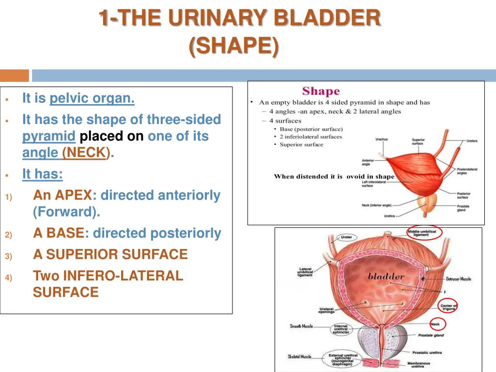 1 the urinary bladder shape