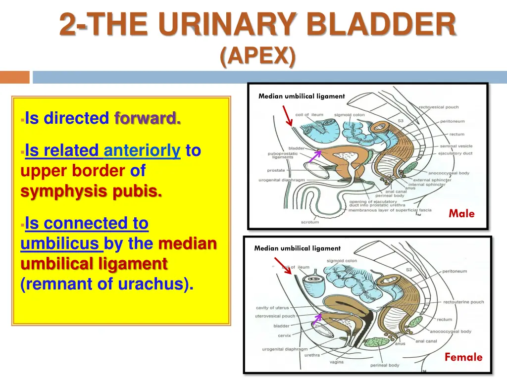 2 the urinary bladder apex