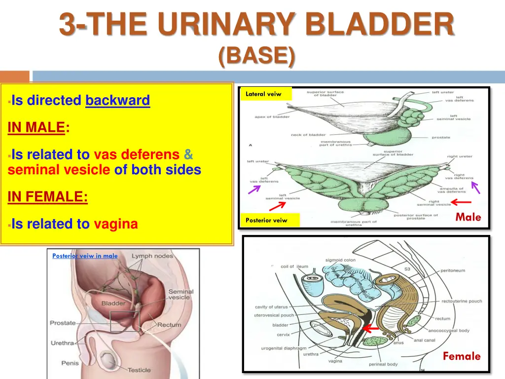 3 the urinary bladder base