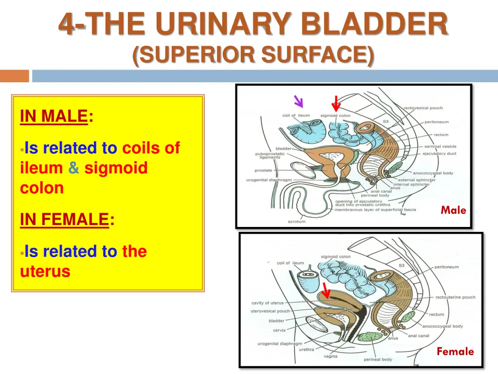 4 the urinary bladder superior surface