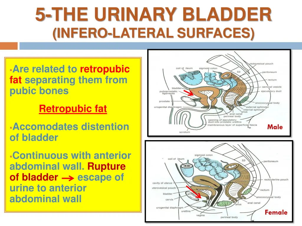 5 the urinary bladder infero lateral surfaces