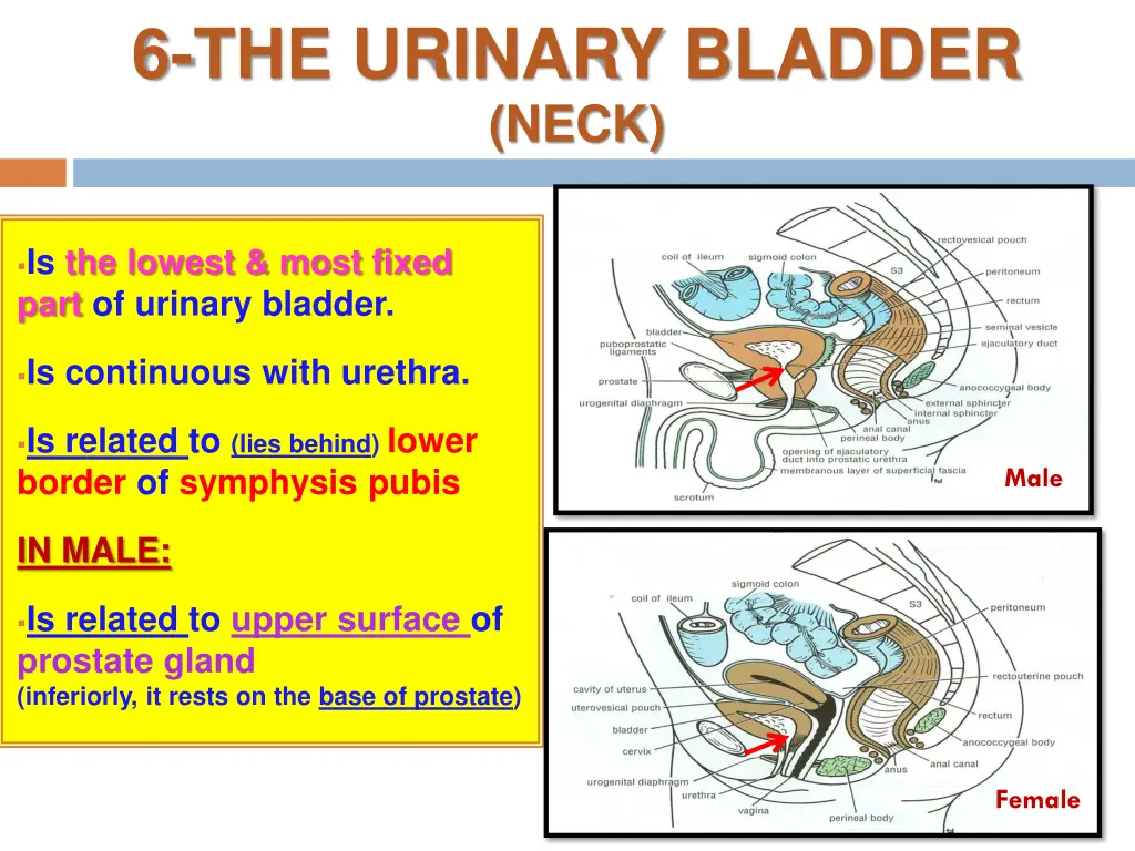 6 the urinary bladder neck