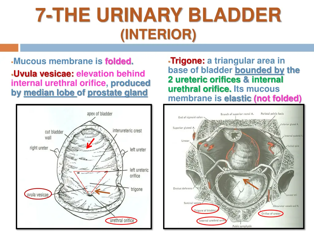 7 the urinary bladder interior