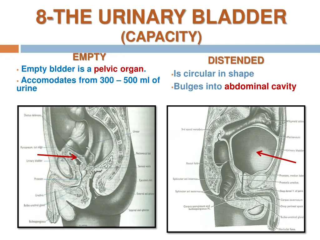 8 the urinary bladder capacity