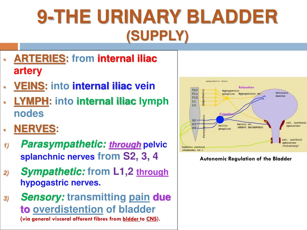 9 the urinary bladder supply