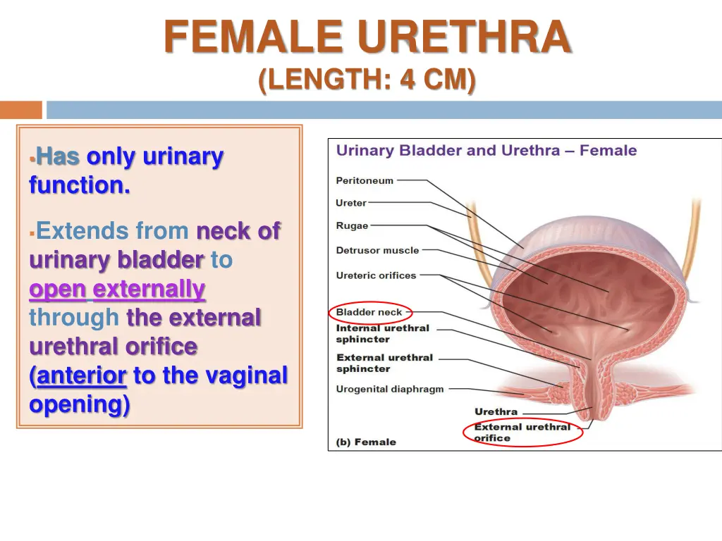 female urethra length 4 cm