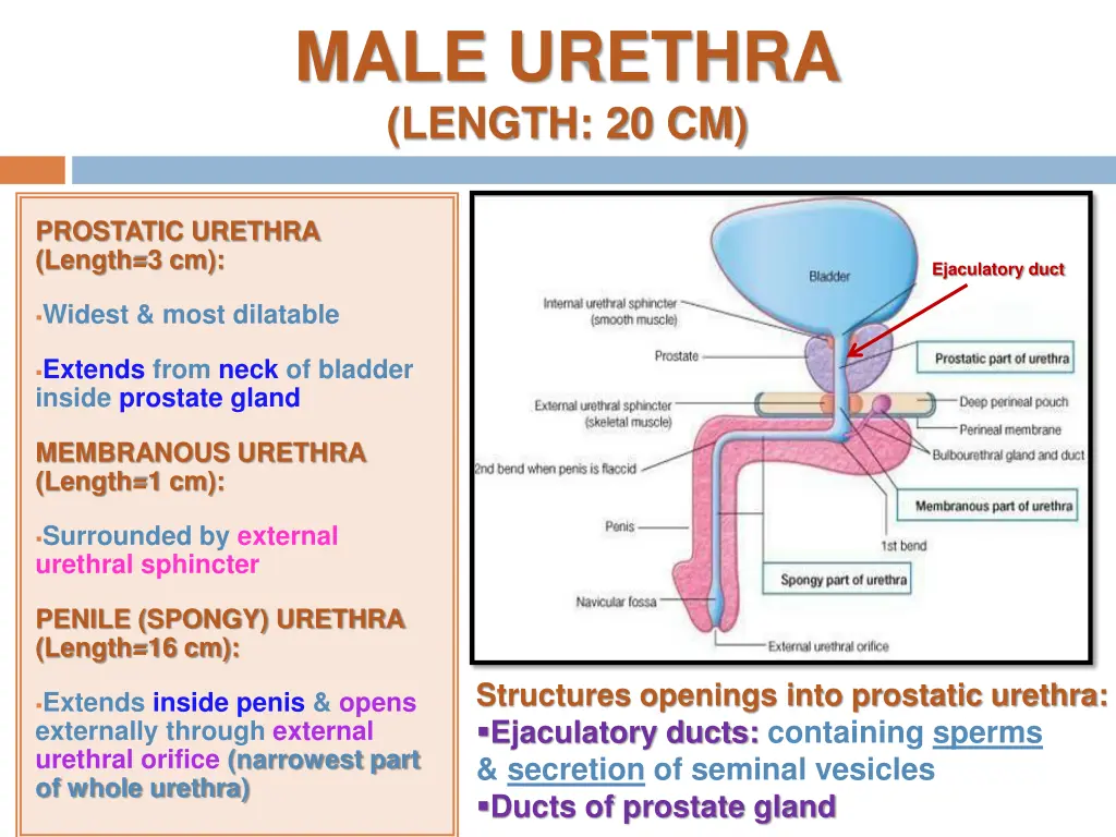 male urethra length 20 cm