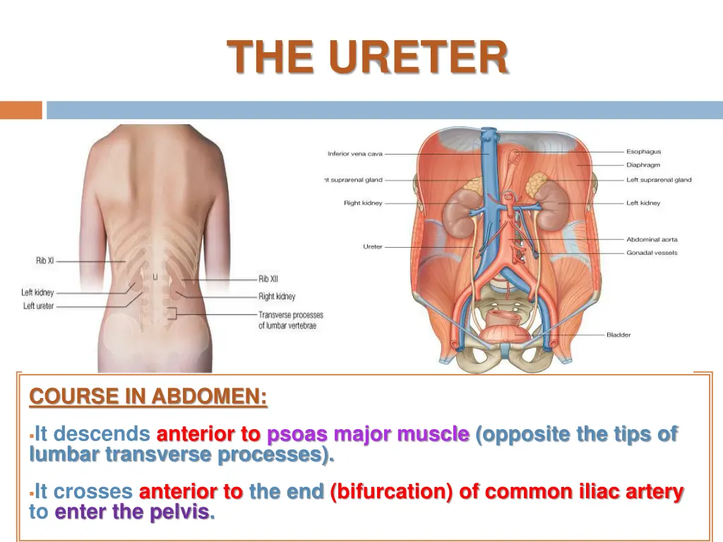 the ureter 1