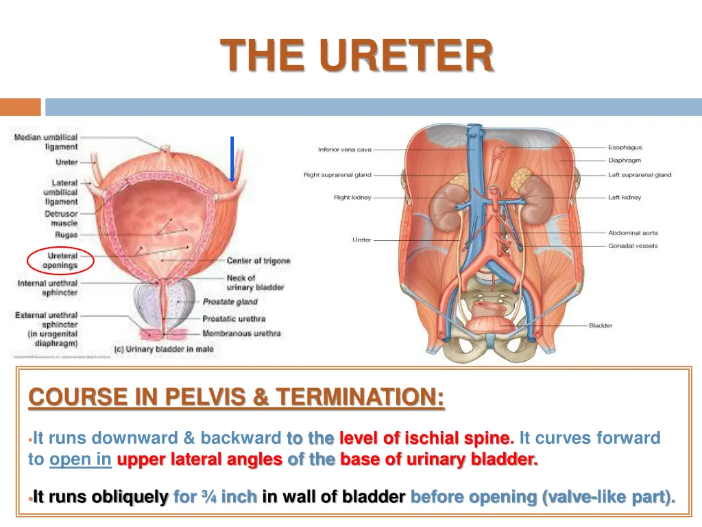 the ureter 2