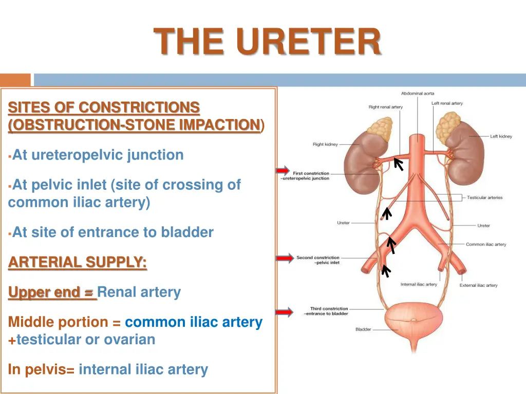 the ureter 3