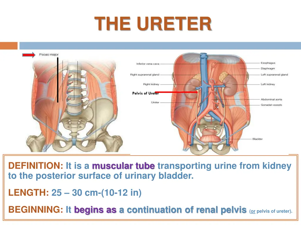 the ureter