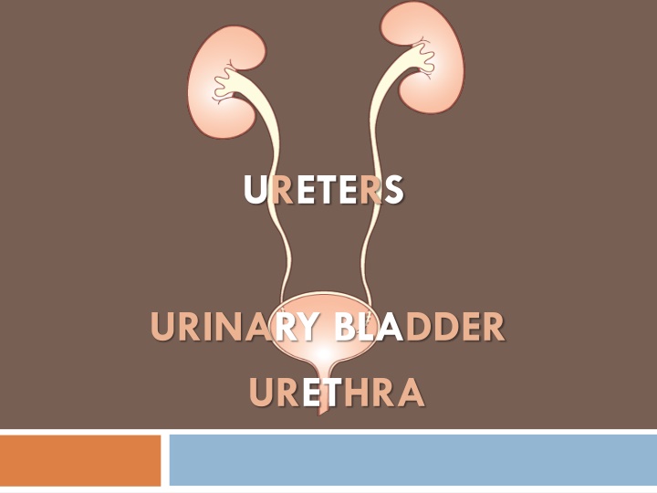 ureters