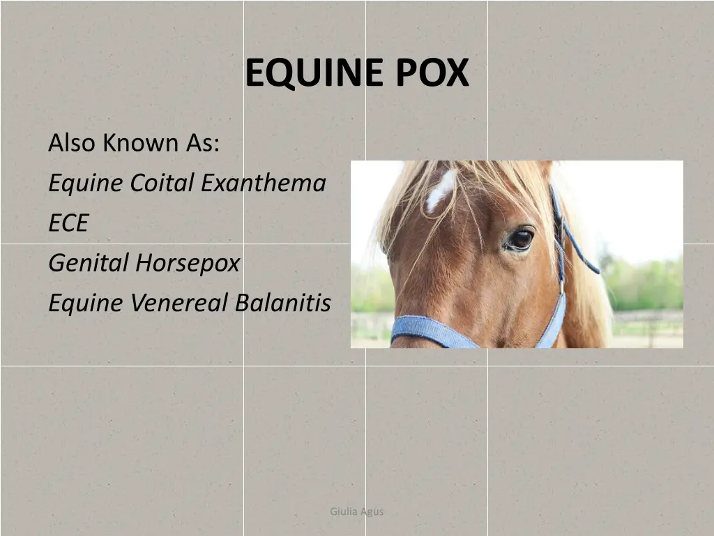 equine pox 1