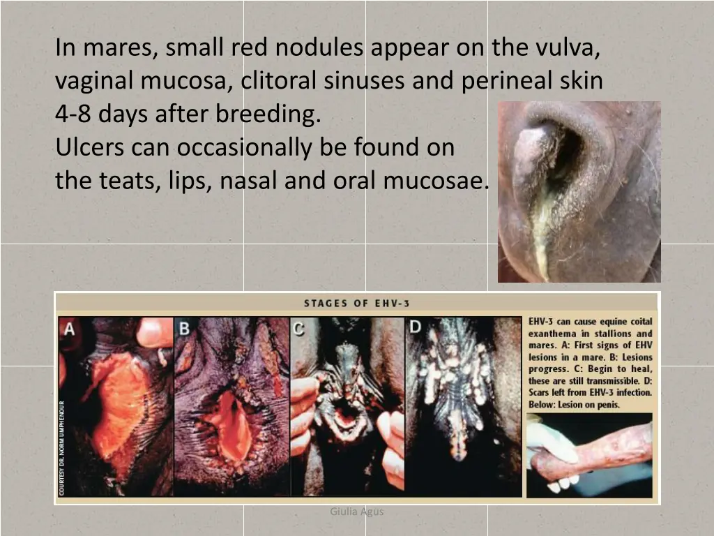 in mares small red nodules appear on the vulva