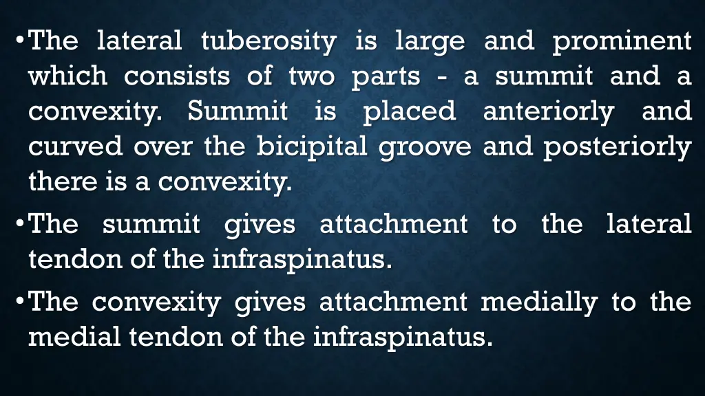 the lateral tuberosity is large and prominent