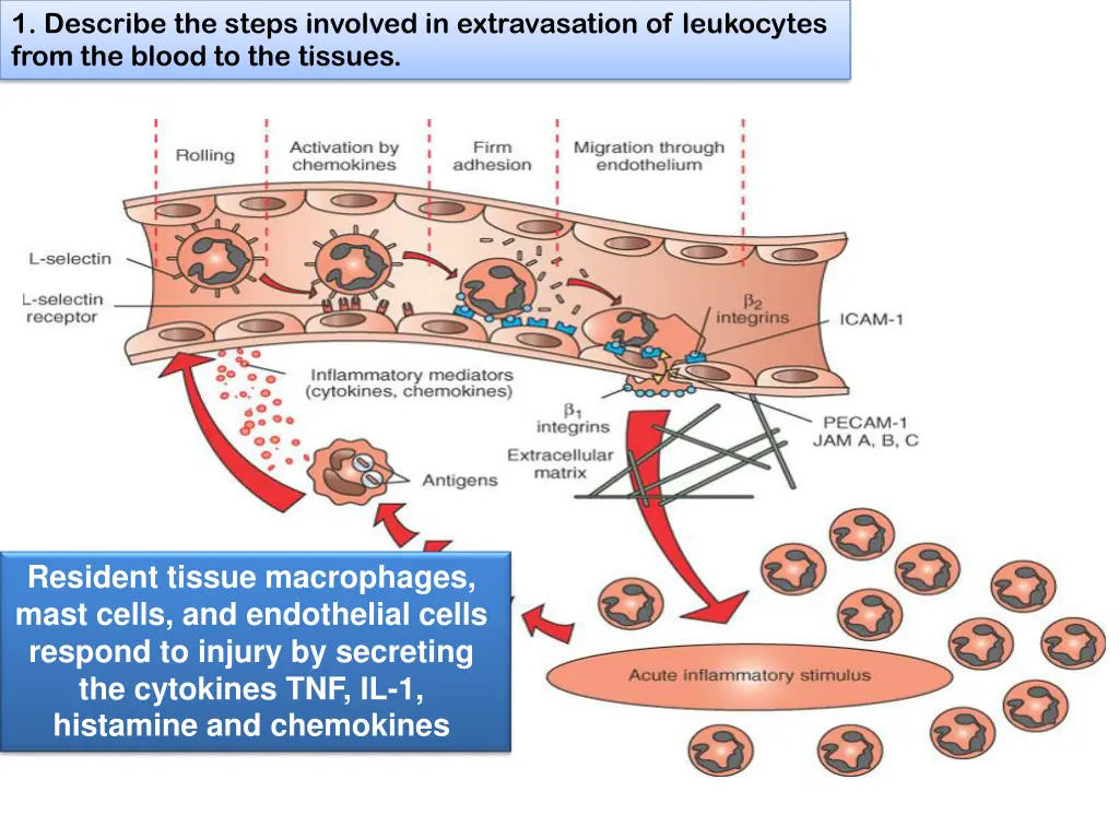 1 describe the steps involved in extravasation 2