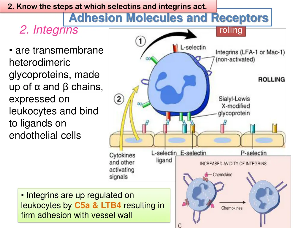 2 know the steps at which selectins and integrins 1