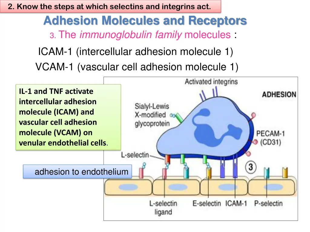 2 know the steps at which selectins and integrins 3