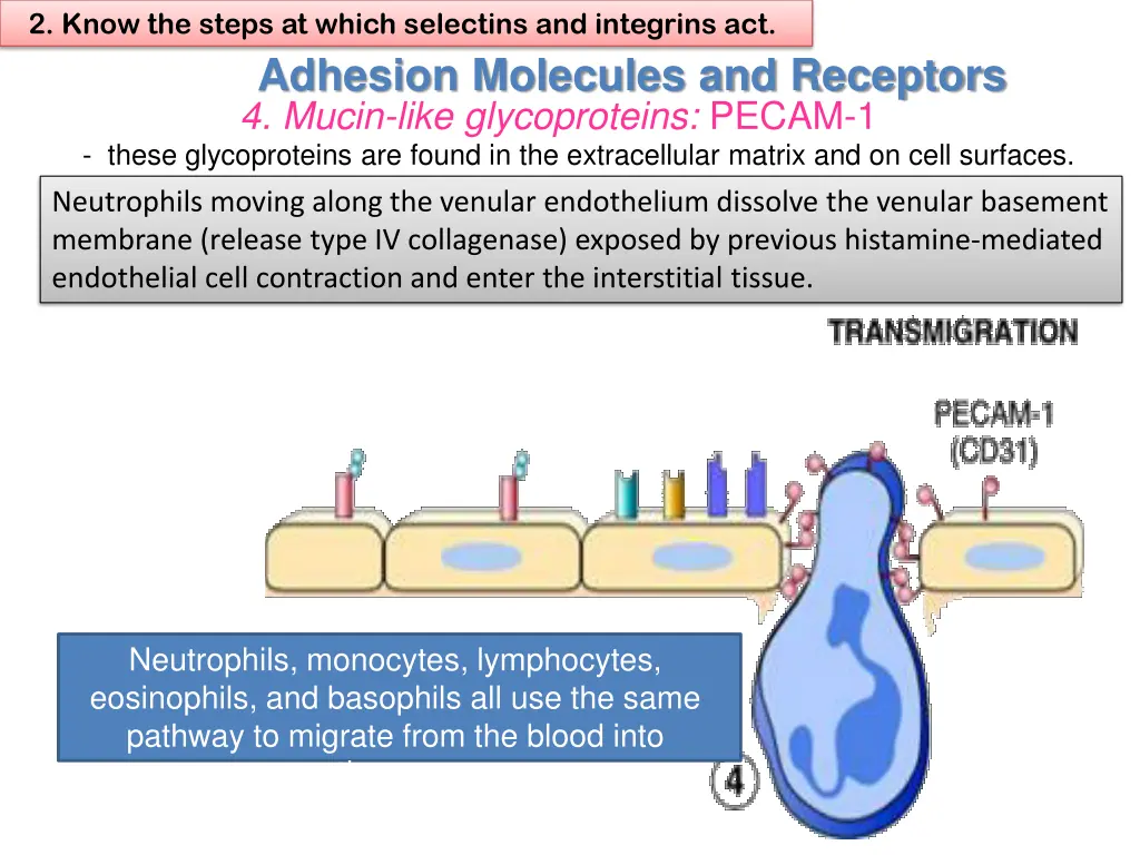 2 know the steps at which selectins and integrins 4