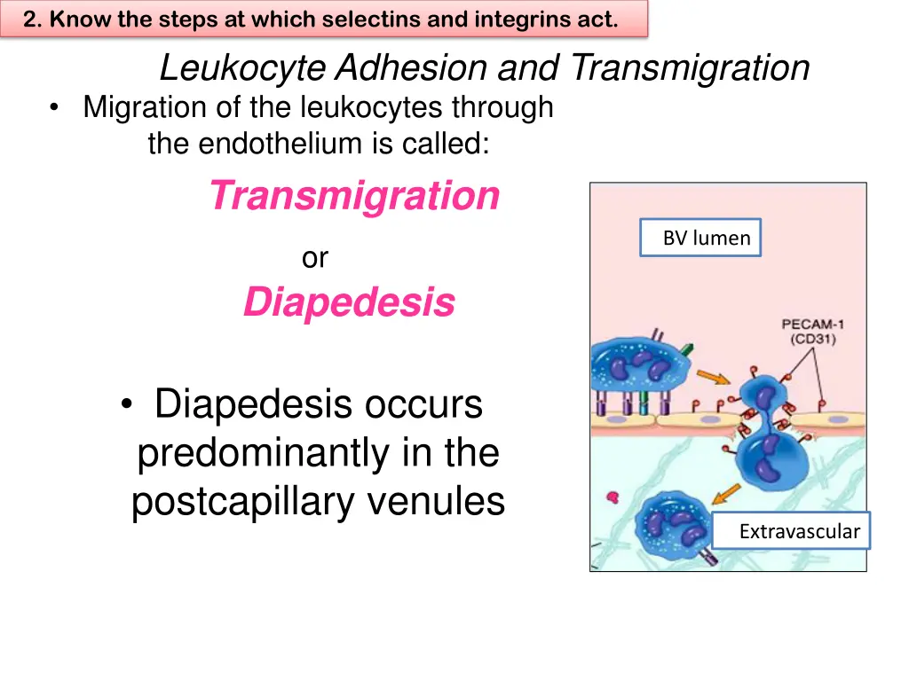 2 know the steps at which selectins and integrins 5