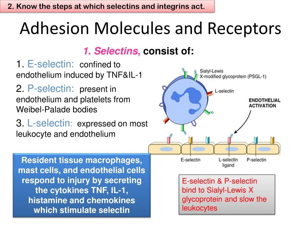 2 know the steps at which selectins and integrins