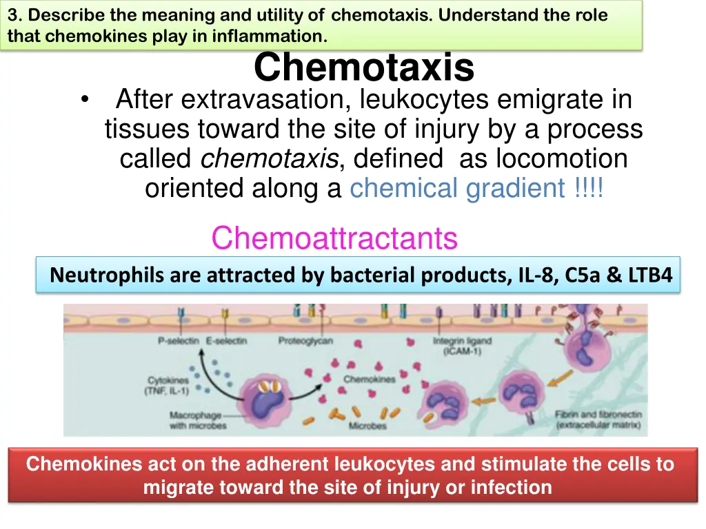 3 describe the meaning and utility of chemotaxis